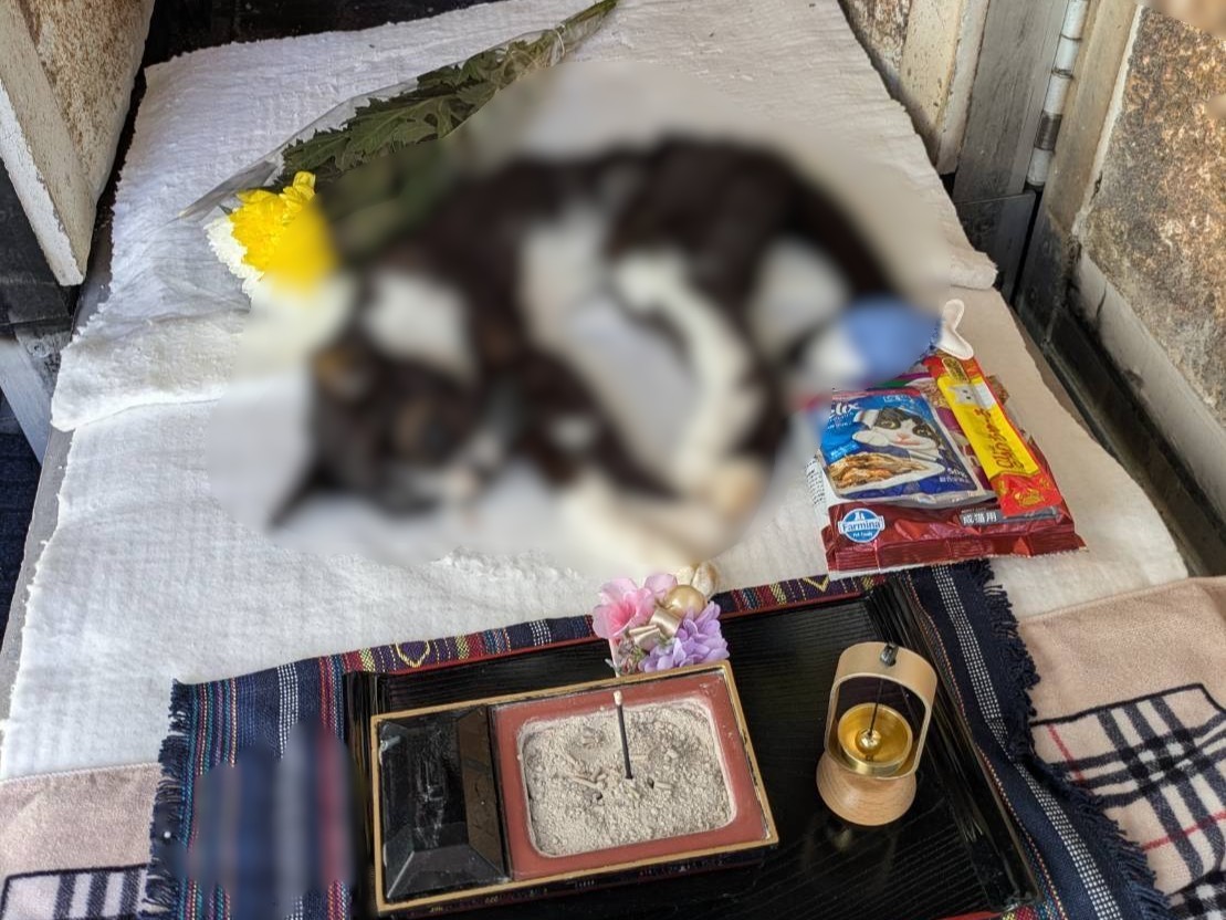 朝霞市で最後まで懸命に生き抜いた猫ちゃんをお見送りしました